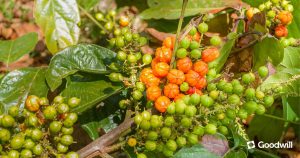 Guarana, az istenek szemével