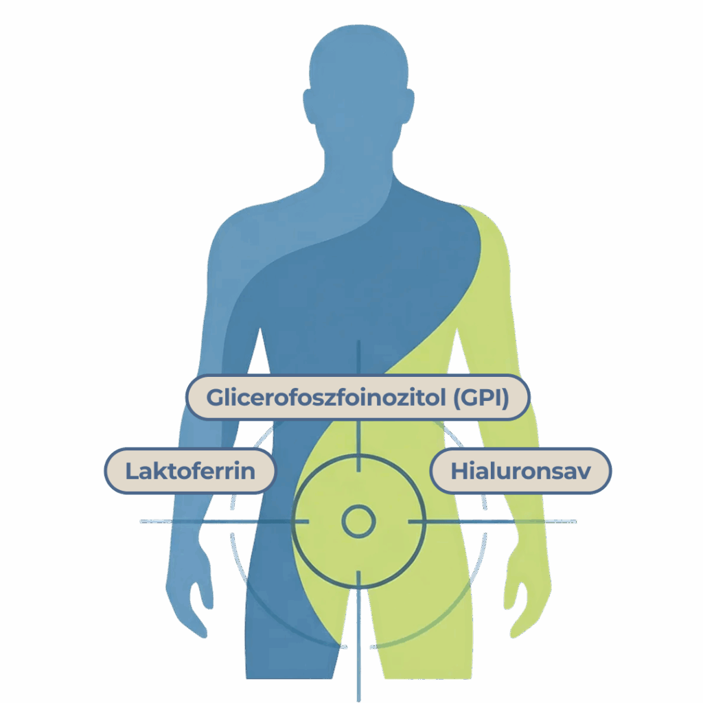 Zekron végbélkúp összetétele - A prosztata és végbéltáji fájdalmak enyhítésére, prosztatagyulladás esetén