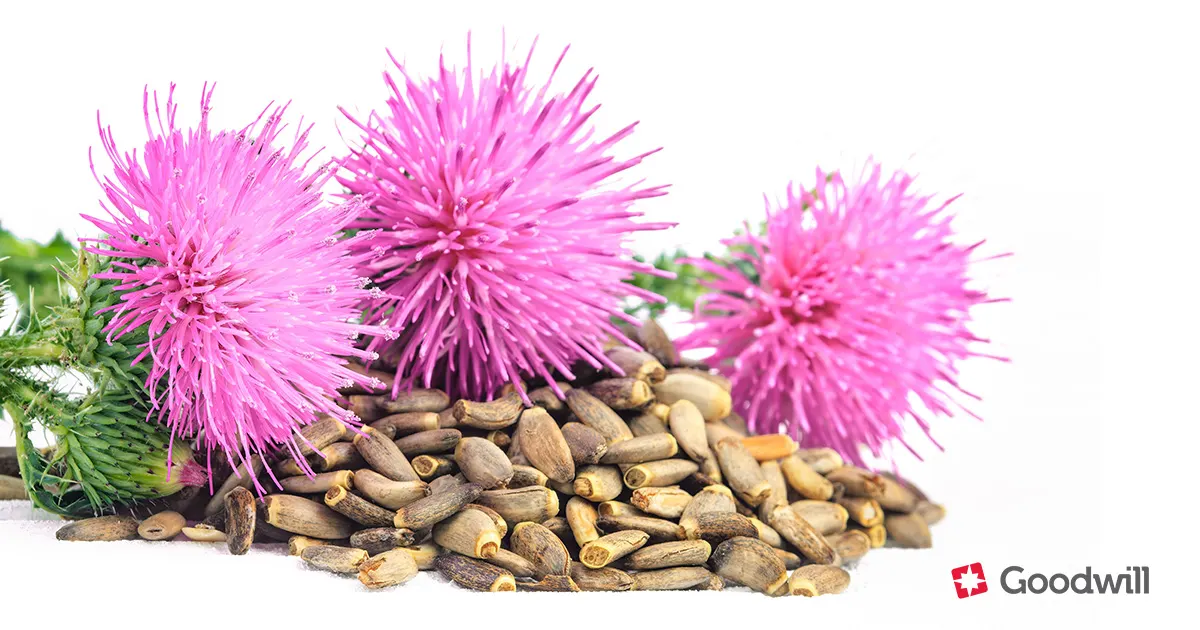 Máriatövis - májvédelem és méregtelenítés