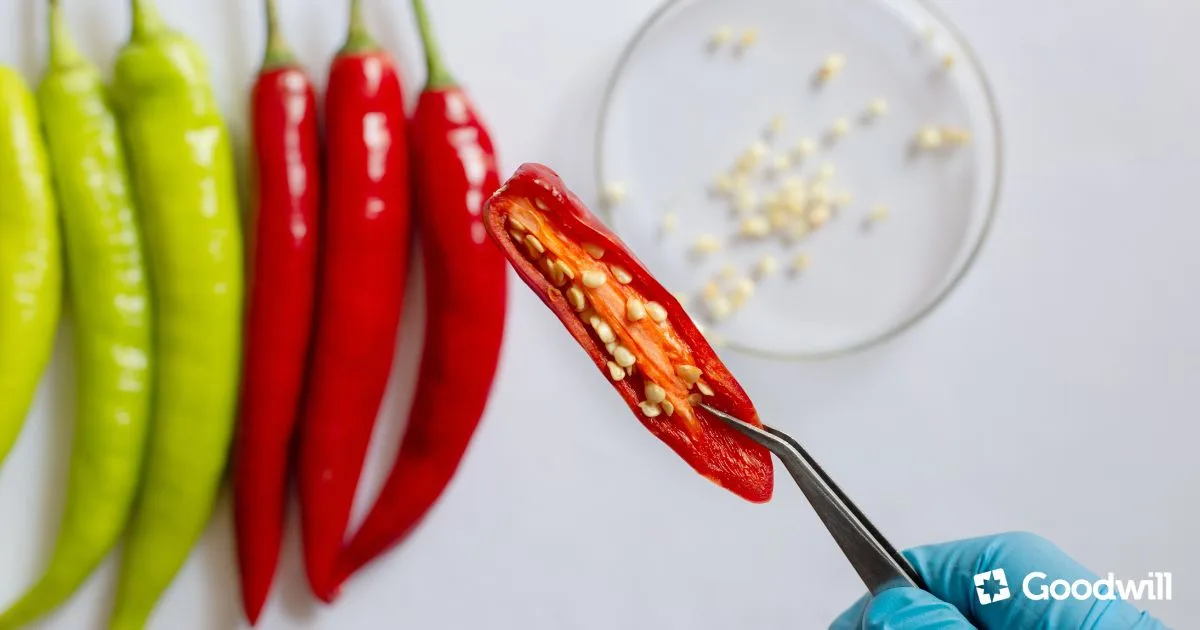 A kapszaicin hatása, szerepe az emésztésben, a zsírraktározásban