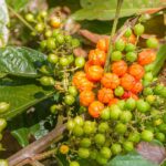 Guarana